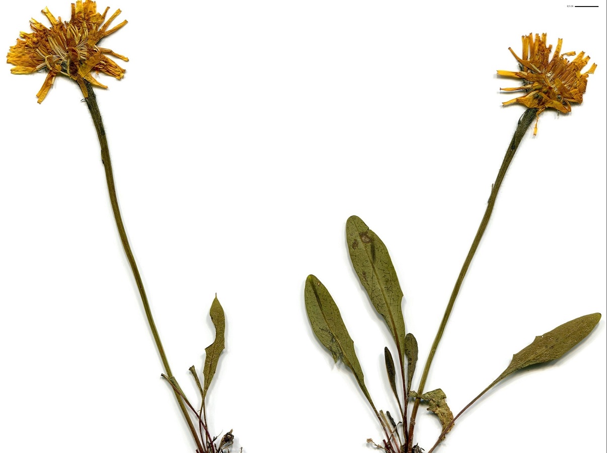 Scorzoneroides pyrenaica (Asteraceae)
